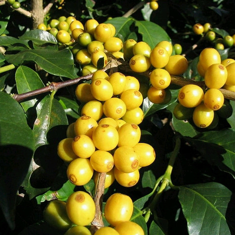 イエローブルボン