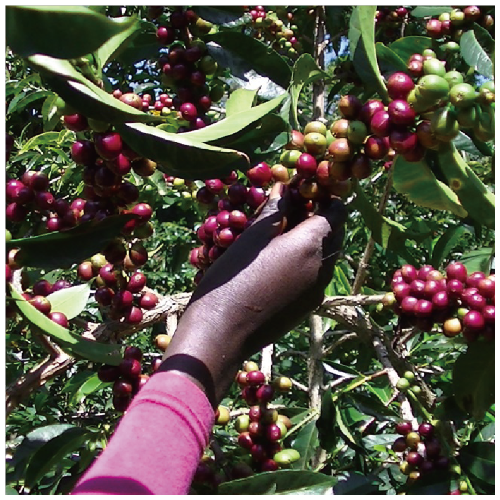 Ethiopia Guji BantiNenqa Washed ドリップバッグ(1杯15g)